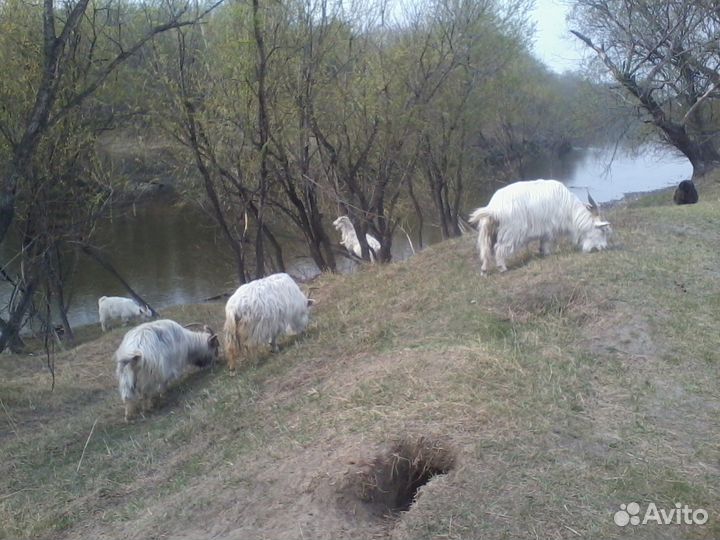 Козье молоко, творог, сыр, сливки, мороженое Пломб