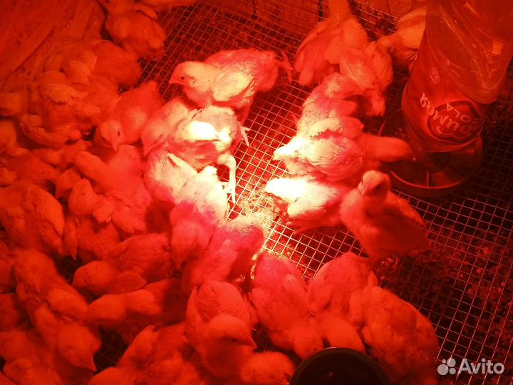 Цыплята бройлеры Арбор