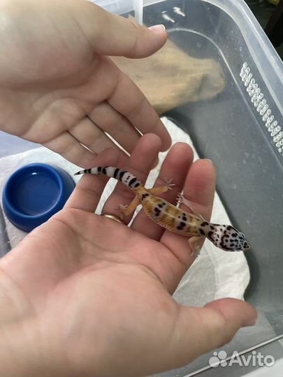 Ящерица агама