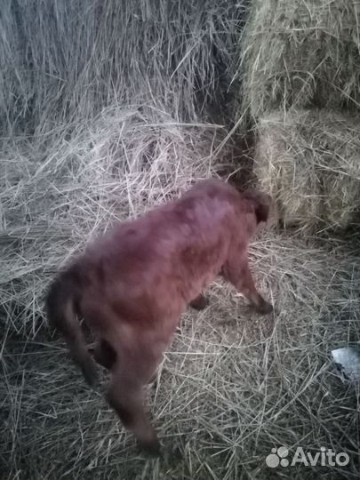 Продаю тёлочку