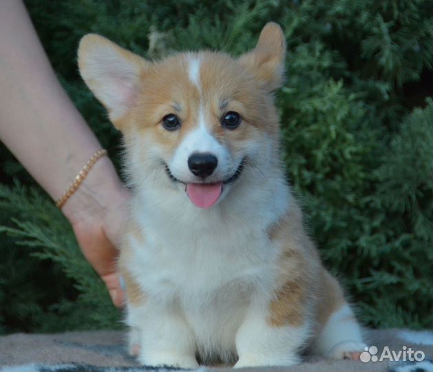 Малыш вельш корги пемброк