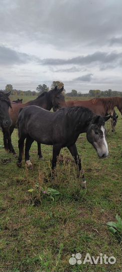 Кобыла 2 года