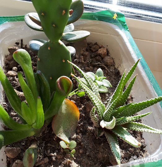 Суккуленты