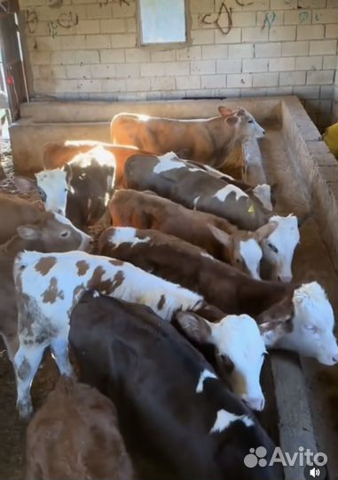 Бычки и телки до трех месяцев