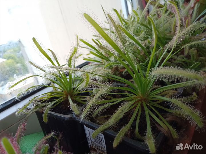 Непентес,Саррацения,Жирянка,Росянка,Хищны