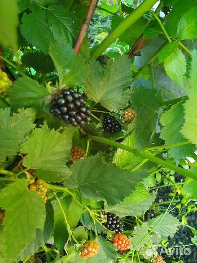 Саженцы ежевики