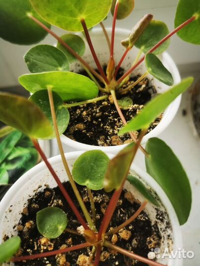 Пилея пеперомиевидная