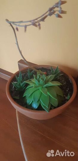 Сансевиерия.каменная роза-молодило