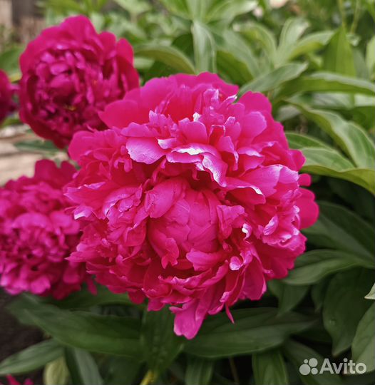 Саженцы Пион