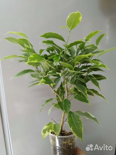 Фикус мелколистный