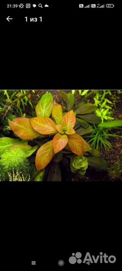 Аквариумное растение Людвигия в ассортименте