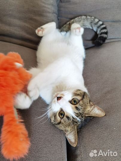 Котик бесплатно
