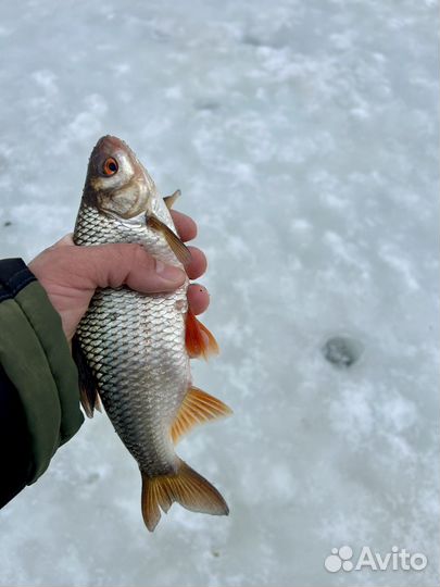 Подводная видеокамера для рыбалки murena Mini