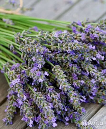 Отдушка Candle Science от производителя