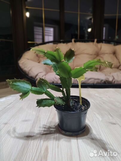 Спатифиллум, шлюмбергер