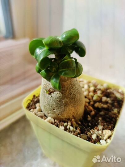 Адениум mini white