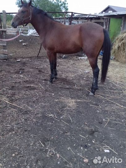 Кобыла обмен