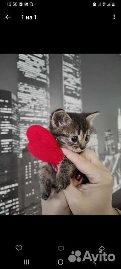 Кошка котёнок ищет дом