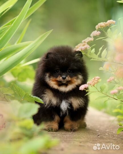 Щенки мини шпицы