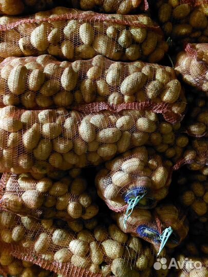 Продам картофель оптом