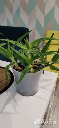 Драцена, фикус