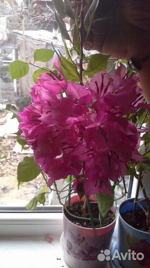 Бугенвилия