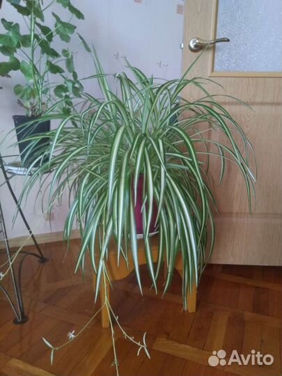 Хлорофитум