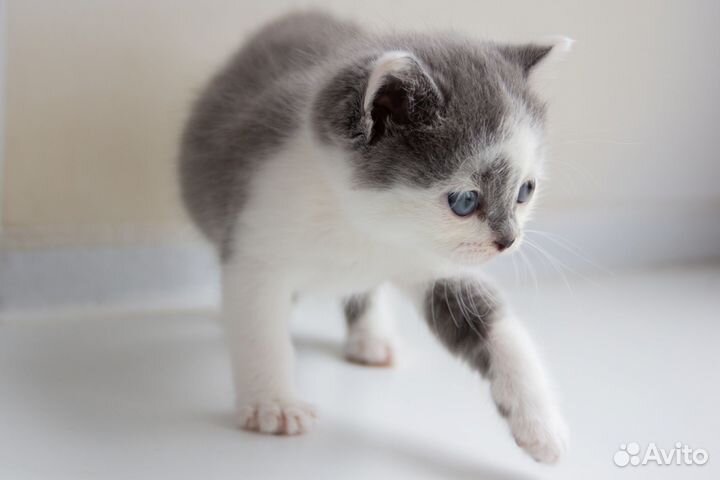 Котёнок ищет дом и добрые руки