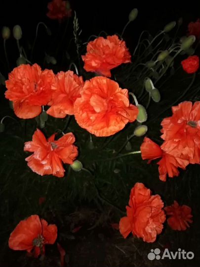 Растения для сада многолетние