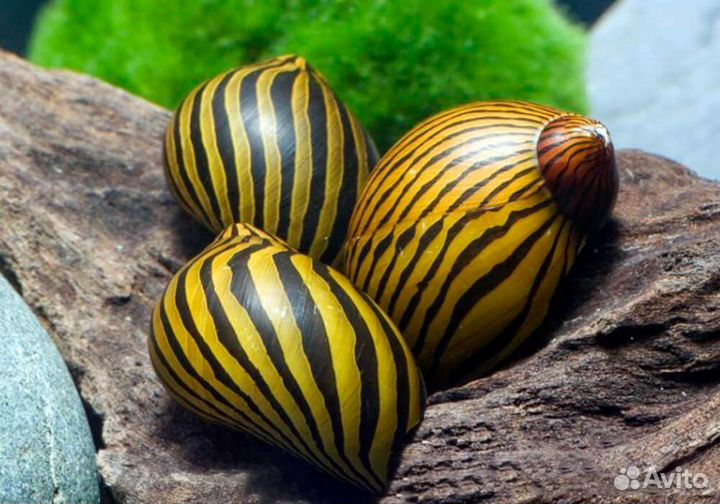 Аквариумные улитки