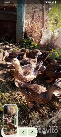 Подсадные утки