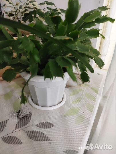 Комнатные цветы