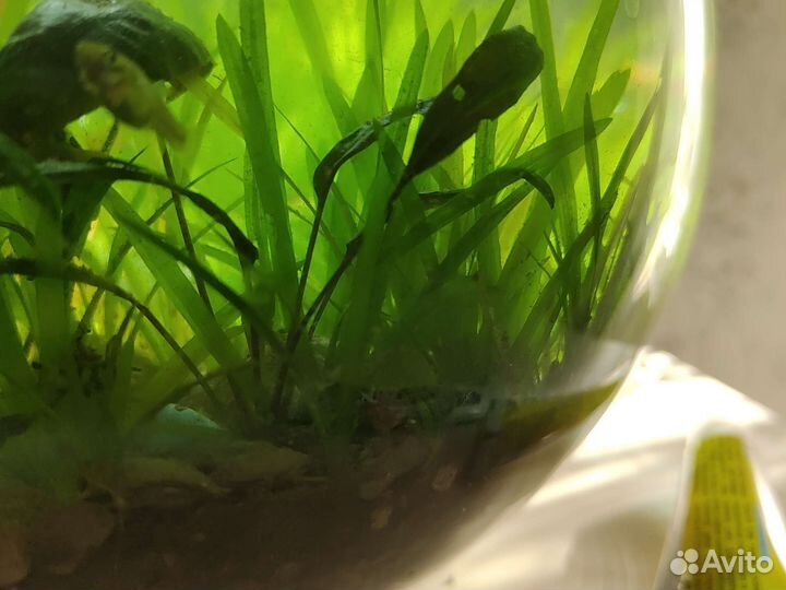 Растение для аквариума (Валлиснерия)