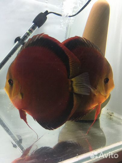 Дискусы Ред Ковер