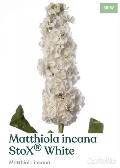 Рассада маттиолы Stox