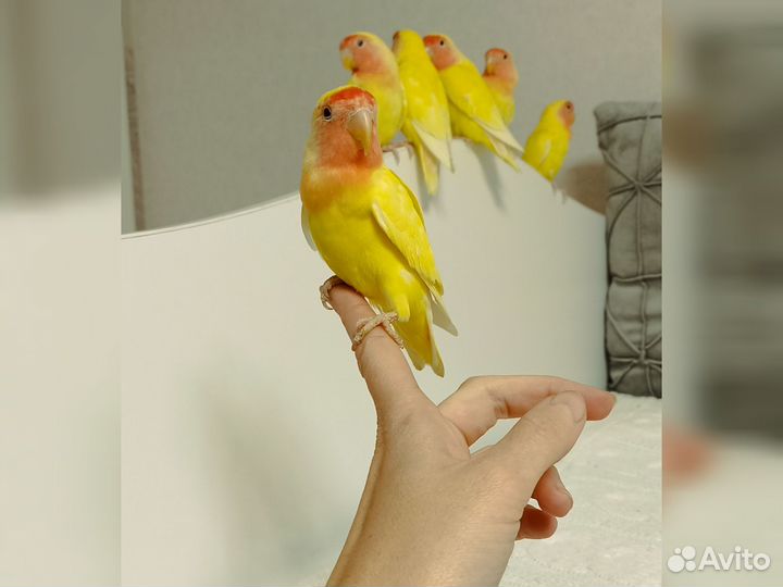 Птенцы неразлучника 2.5 месяца