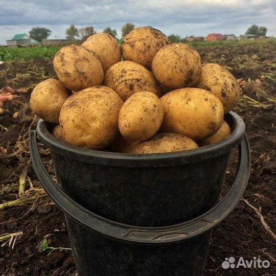 Продам картофель крупный домашний