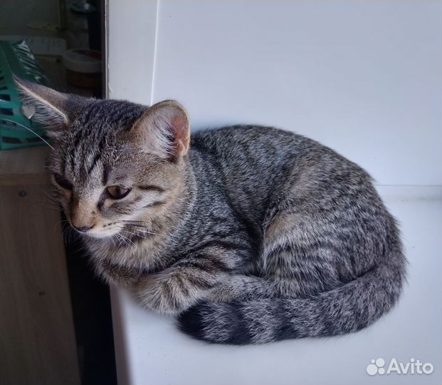 Кошечка котёнок