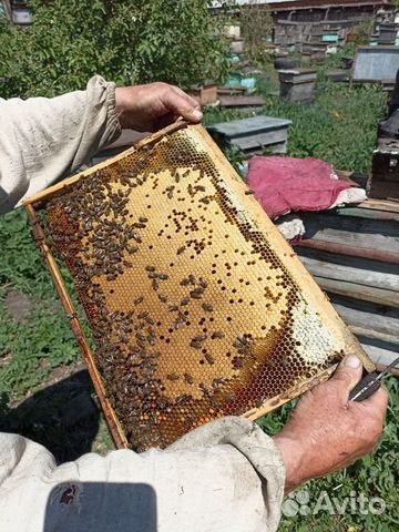 Пчелопакеты Карпатка