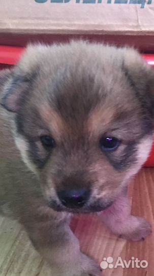 Щенки