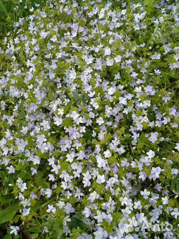 Вероника ползучая нитевидная купить в Истре | Товары для дома и дачи ...