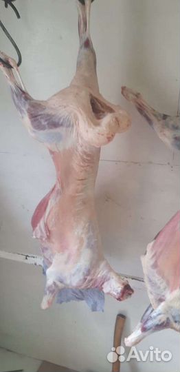 Овцы бараны