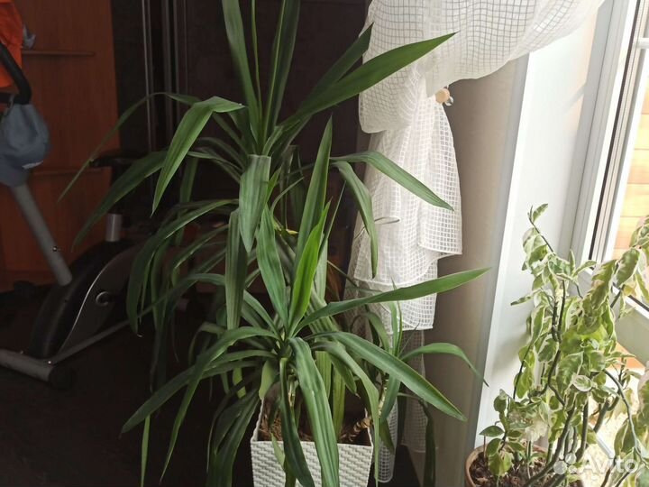 Юкка, пальма и другие