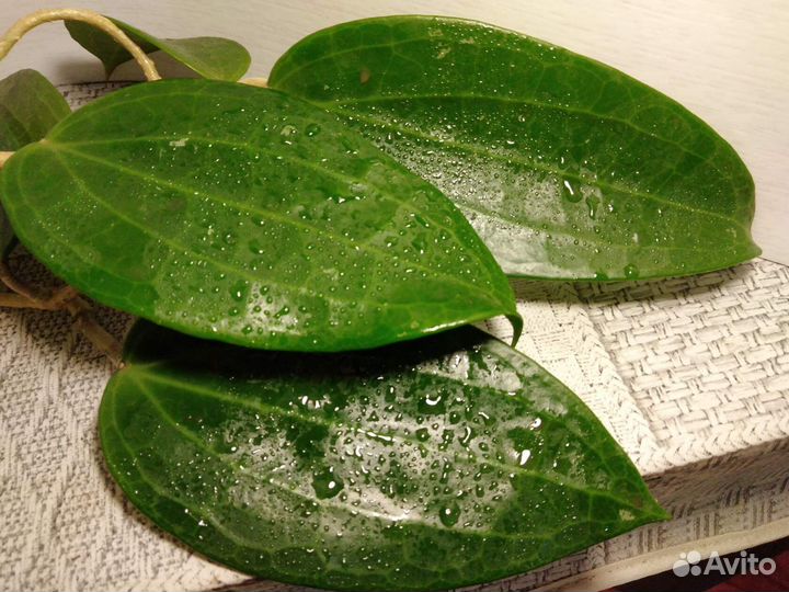 Хойи, 9 сортов, укорененные и срезы