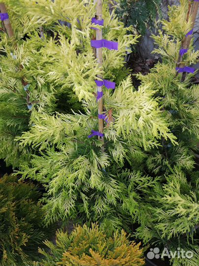 Кипарисовик Голд Райдер, Лейланд 2001, Кастлевелан