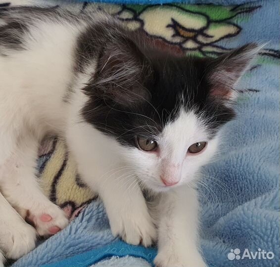 Котёнок девочка 3 месяца в добрые руки