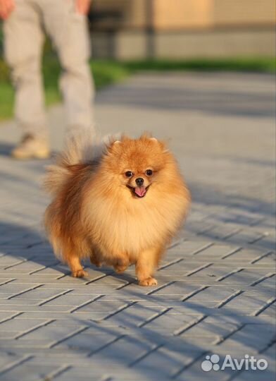 Мальчик 14 месяцев