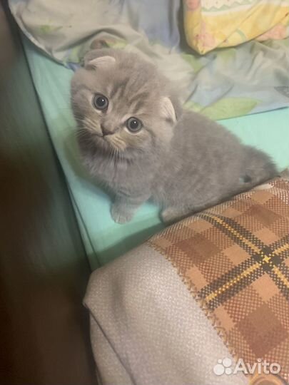 Шотландский вислоухий котёнок