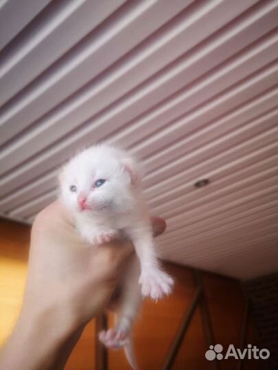 Котята котенок