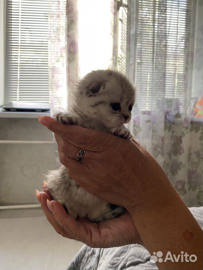 Котята британцы